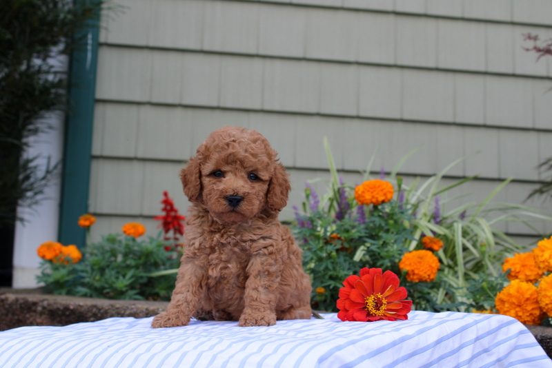 puppy, for, sale, Mini Poodle, Matthew B. Stoltzfus, dog, breeder, Gap, PA, dog-breeder, puppy-for-sale, forsale, nearby, find, puppyfind, locator, puppylocator, aca